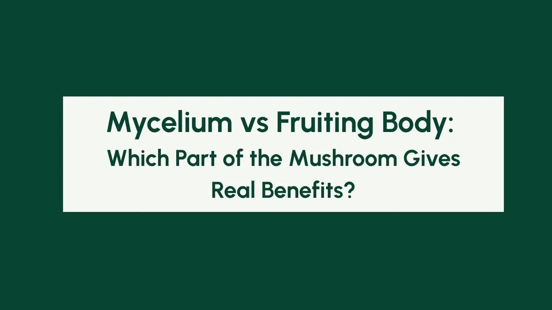 Mycelium vs Fruiting Body: Which Part of the Mushroom Gives Real Benefits? Blog Banner
