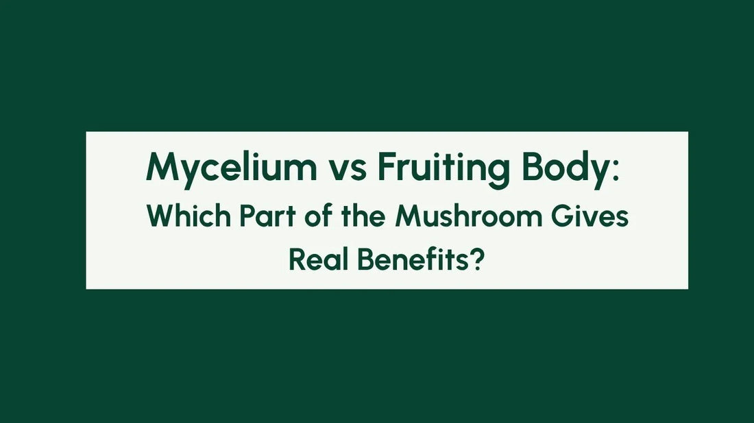 Mycelium vs Fruiting Body: Which Part of the Mushroom Gives Real Benefits? Blog Banner