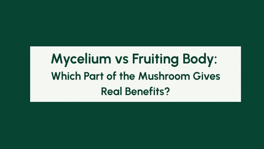 Mycelium vs Fruiting Body: Which Part of the Mushroom Gives Real Benefits? Blog Banner