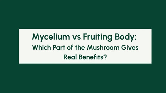 Mycelium vs Fruiting Body: Which Part of the Mushroom Gives Real Benefits? Blog Banner