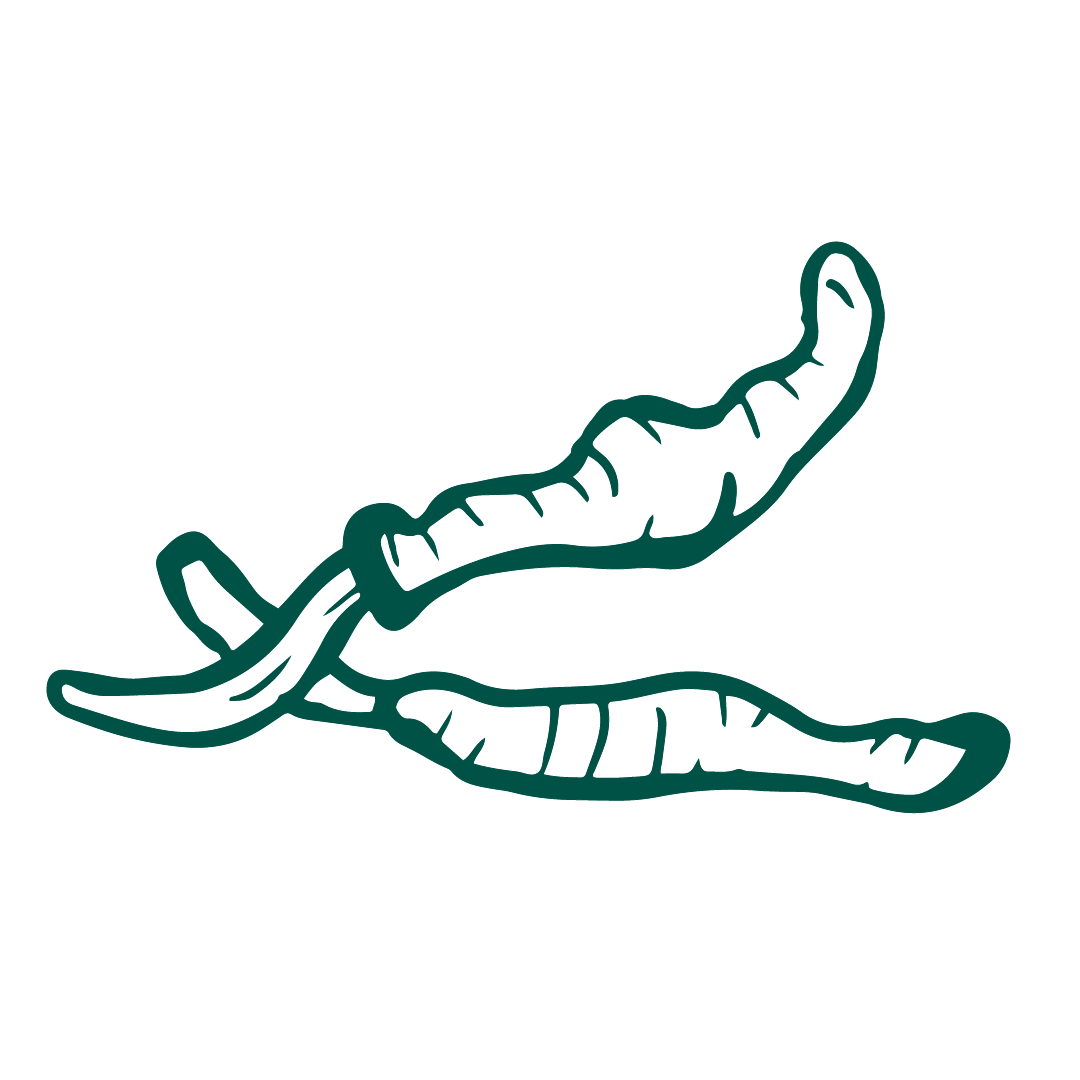 Cordyceps Mushrooms