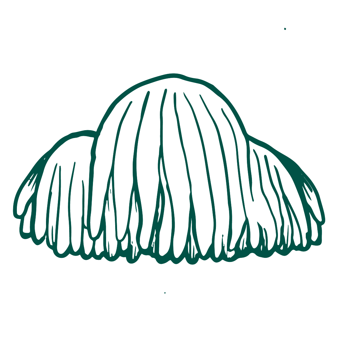 Lions Mane Mushroom
