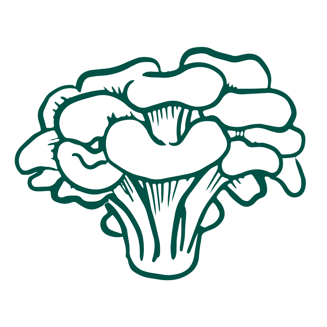 Maitake Mushroom Illustration