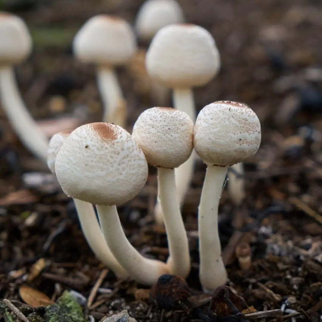 Wild Cultivated Mushrooms